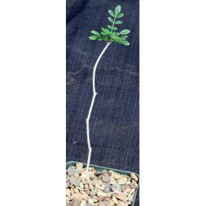 Commiphora monstruosa 4-inch pots