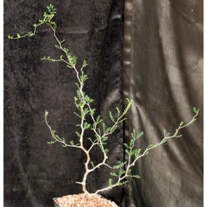 Commiphora monstruosa one-gallon pots