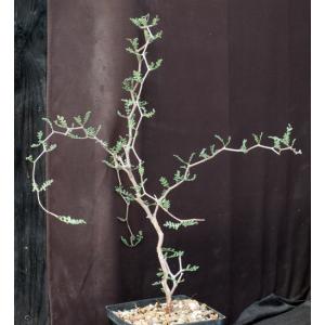 Commiphora monstruosa one-gallon pots