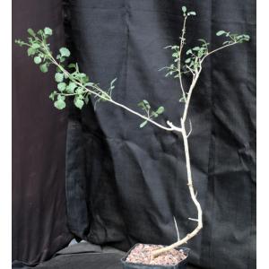 Commiphora schimperi one-gallon pots