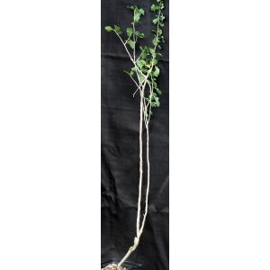 Commiphora wightii one-gallon pots