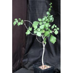 Commiphora africana one-gallon pots