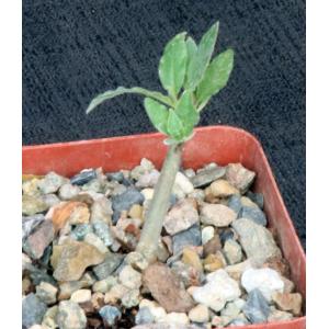 Commiphora anacardiifolia 4-inch pots