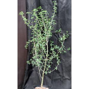 Commiphora angolensis 2-gallon pots
