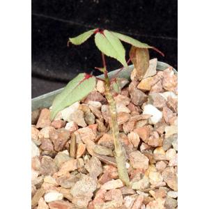 Commiphora capuronii 5-inch pots