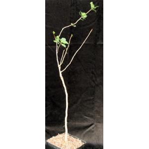 Commiphora dinteri one-gallon pots