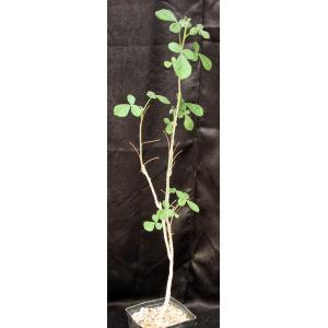 Commiphora edulis ssp. holosericea one-gallon pots