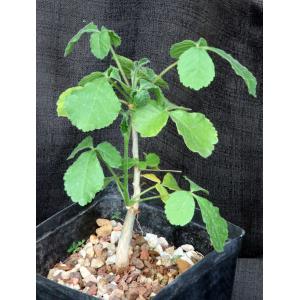 Commiphora edulis ssp. holosericea one-gallon pots