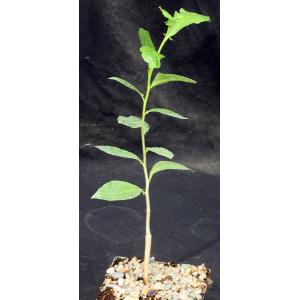 Commiphora glandulosa 5-inch pots