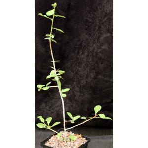 Commiphora glandulosa 5-inch pots
