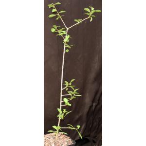 Commiphora glandulosa one-gallon pots