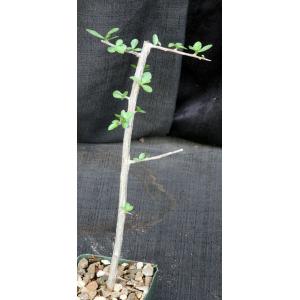 Commiphora habessinica 4-inch pots