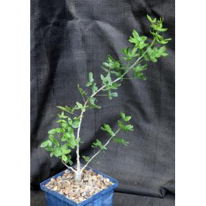 Commiphora humbertii 5-inch pots