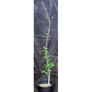 Commiphora lamii 2-gallon pots