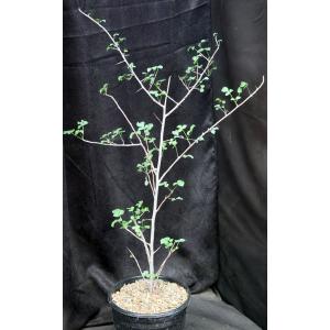 Commiphora neglecta 2-gallon pots