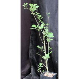 Commiphora sp. (Turbi Hills, Kenya) 4-inch pots