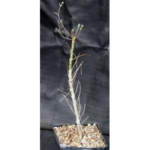 Commiphora unilobata one-gallon pots