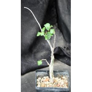 Commiphora wightii 5-inch pots