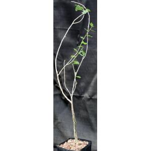 Commiphora wightii one-gallon pots