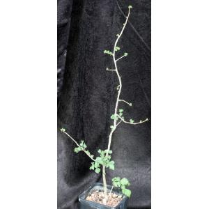 Commiphora africana 5-inch pots