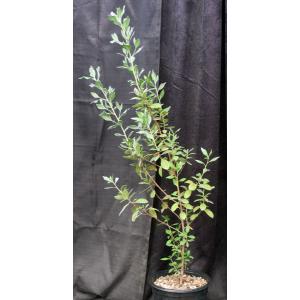 Conocarpus erectus var. sericeus 2-gallon pots