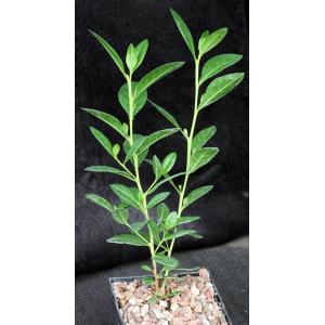 Conocarpus erectus var. sericeus 5-inch pots