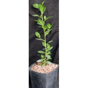 Conocarpus erectus var. sericeus one-gallon pots