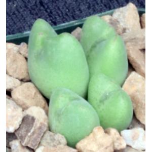 Conophytum bilobum 2-inch pots