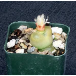 Conophytum maughanii cv Red Diamond 2-inch pots