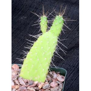 Consolea corallicola 4-inch pots