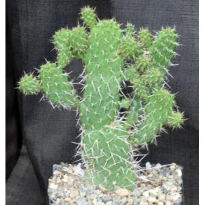 Consolea moniliformis one-gallon pots