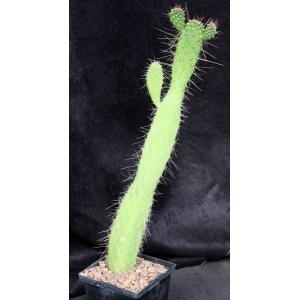 Consolea corallicola 5-inch pots