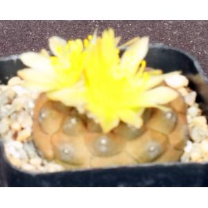 Copiapoa hypogaea ssp. hypogaea 2-inch pots