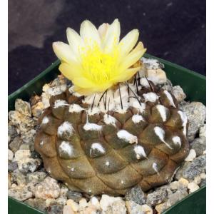 Copiapoa hypogaea ssp. hypogaea 4-inch pots