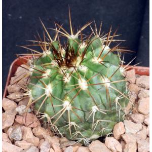 Copiapoa coquimbana 4-inch pots