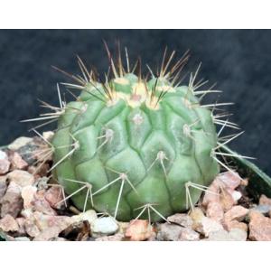 Copiapoa haseltoniana 5-inch pots