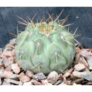 Copiapoa haseltoniana 5-inch pots