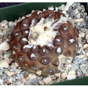 Copiapoa hypogaea ssp. hypogaea 4-inch pots