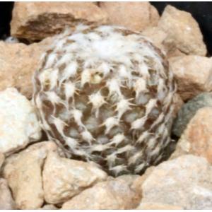 Copiapoa laui 2-inch pots