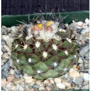 Copiapoa paposoensis 4-inch pots
