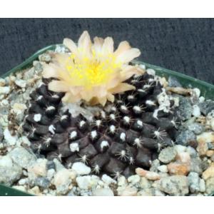 Copiapoa tenuissima 4-inch pots
