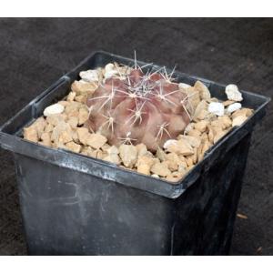 Copiapoa humilis var. esmeraldana 5-inch pots