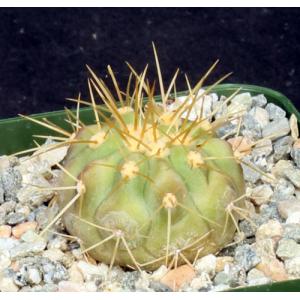 Copiapoa haseltoniana 4-inch pots