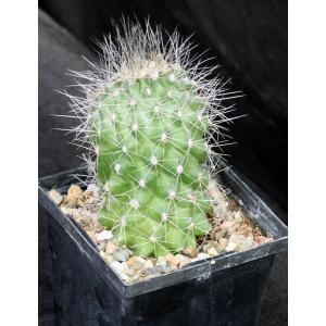 Copiapoa humilis 5-inch pots