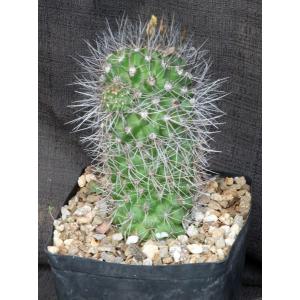 Copiapoa humilis one-gallon pots