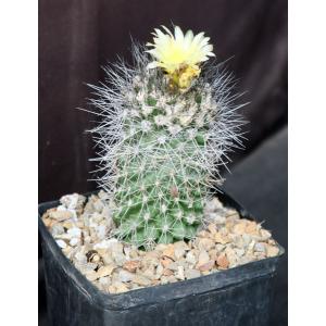 Copiapoa humilis one-gallon pots