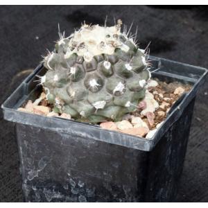 Copiapoa humilis var. esmeraldana 5-inch pots