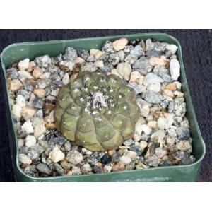 Copiapoa hypogaea ssp. barquitensis 4-inch pots