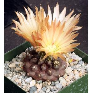 Copiapoa hypogaea ssp. hypogaea 4-inch pots