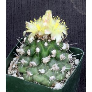 Copiapoa hypogaea ssp. barquitensis 4-inch pots